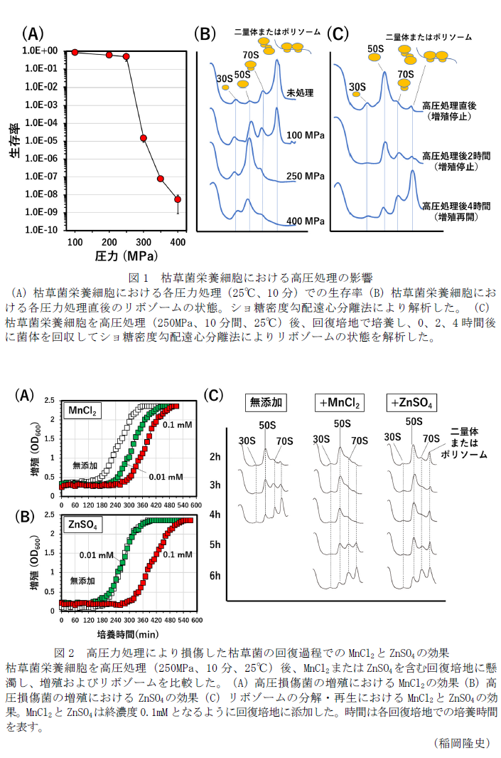 図1 枯草菌栄養細胞における高圧処理の影響,図2 高圧力処理により損傷した枯草菌の回復過程でのMnCl2とZnSO4の効果