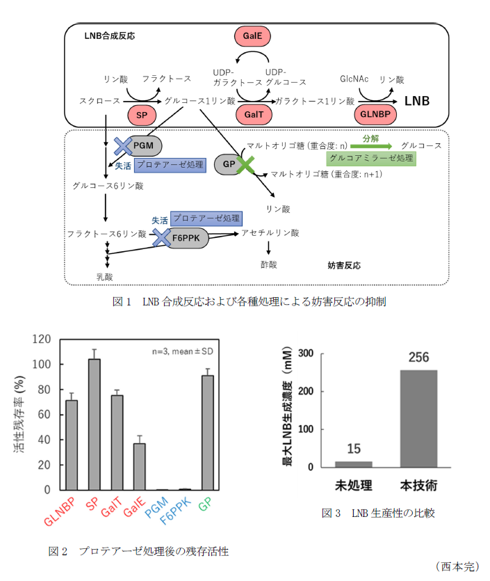 図1 LNB合成反応および各種処理による妨害反応の抑制,図2 プロテアーゼ処理後の残存活性,図3 LNB生産性の比較