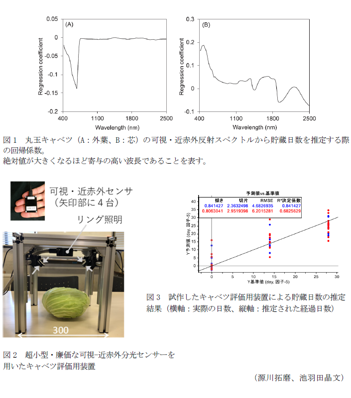 図1 丸玉キャベツ(A:芯、B:外葉)の可視・近赤外反射スペクトルから貯蔵日数を推定する際の回帰係数,図2 小型・廉価な可視-近赤外分光センサーを用いたキャベツ評価用装置,図3 試作したキャベツ評価用装置による貯蔵日数の推定結果