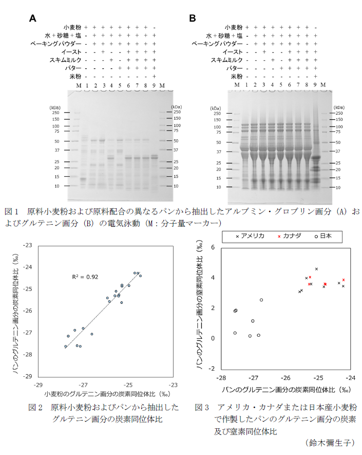 図1 原料小麦粉および原料配合の異なるパンから抽出したアルブミン・グロブリン画分(A)およびグルテニン画分(B)の電気泳動(M:分子量マーカー),図2 原料小麦粉およびパンから抽出したグルテニン画分の炭素同位体比,図3 アメリカ・カナダまたは日本産小麦粉で作製したパンのグルテニン画分の炭素及び窒素同位体比