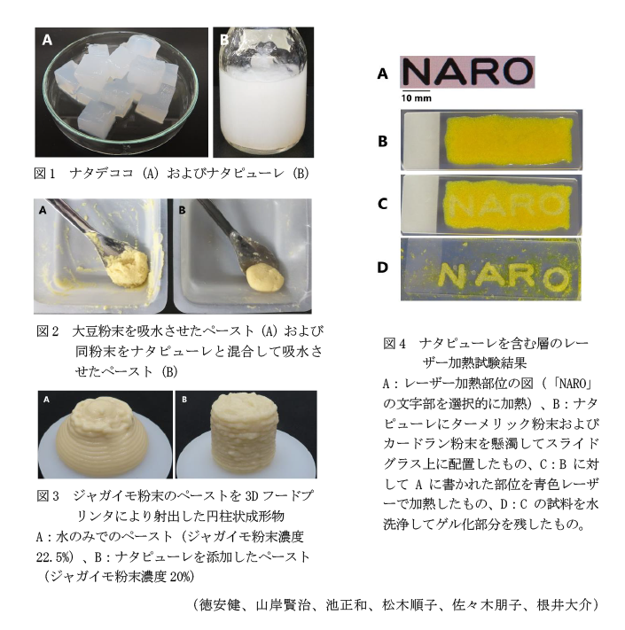 図1 ナタデココ(A)およびナタピューレ(B),図2 大豆粉末を吸水させたペースト(A)および同粉末をナタピューレと混合して吸水させたペースト(B),図3 ジャガイモ粉末のペーストを3Dフードプリンタにより射出した円柱状成形物
A:水のみでのペースト(ジャガイモ粉末濃度22.5%)、B:ナタピューレを添加したペースト(ジャガイモ粉末濃度20%),図4 ナタピューレを含む層のレー
ザー加熱試験結果
A:レーザー加熱部位の図(「NARO」の文字部を選択的に加熱)、B:ナタピューレにターメリック粉末およびカードラン粉末を懸濁してスライドグラス上に配置したもの、C:Bに対してAに書かれた部位を青色レーザーで加熱したもの、D:Cの試料を水洗浄してゲル化部分を残したもの。