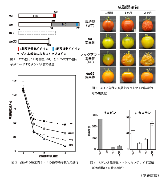 図1 RIN遺伝子の野生型(WT)と3つの対立遺伝子がコードするタンパク質の構造,図2 RINに各種の変異を持つトマトの経時的な外観変化,図3 RINの各種変異トマトの経時的な軟化の進行,図4 RINの各種変異トマトのカロテノイド蓄積(成熟開始7日後に測定)