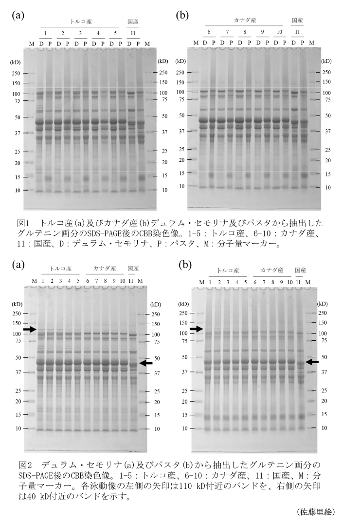 図1 トルコ産(a)及びカナダ産(b)デュラム・セモリナ及びパスタから抽出したグルテニン画分のSDS-PAGE後のCBB染色像,図2 デュラム・セモリナ(a)及びパスタ(b)から抽出したグルテニン画分のSDS-PAGE後のCBB染色像