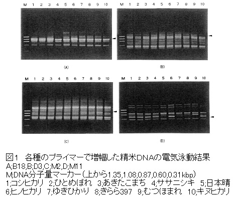 図1 各種のプライマーで増幅した精米DNAの電気泳動結果