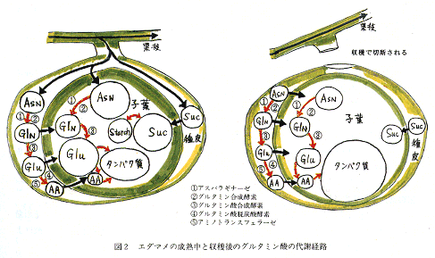 図2