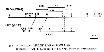 図1