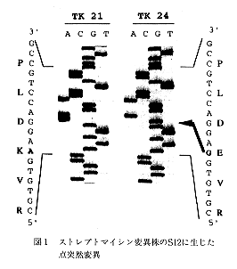 図1