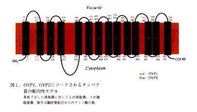 図1