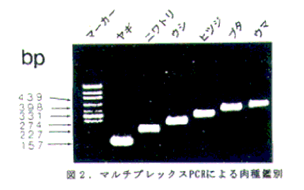 図2 マルチプレックスPCRによる肉腫鑑別