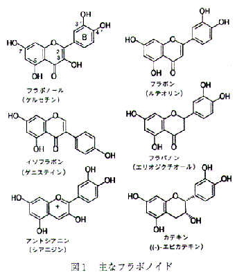 図1 主なフラボノイド