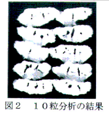 図2 10粒分析の結果