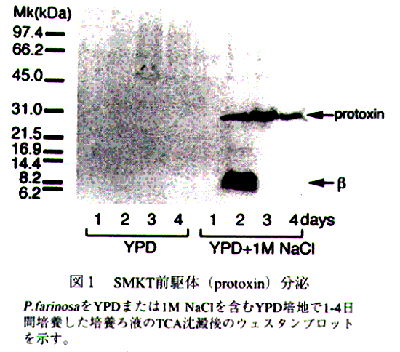 図1 SMKT前駆体分泌