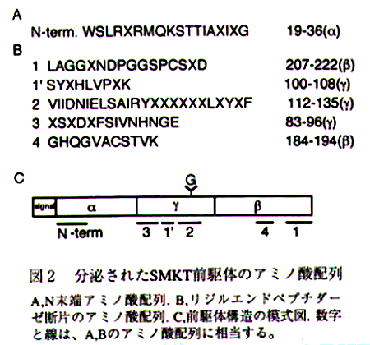 図2 分泌されたSMKT前駆体のアミノ酸配列