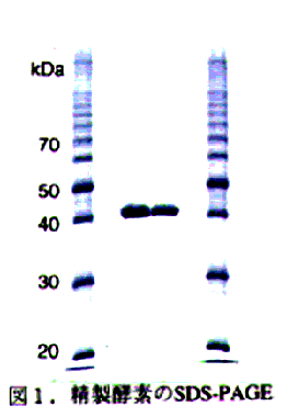 図1 精製酵素のSDS-PAGE