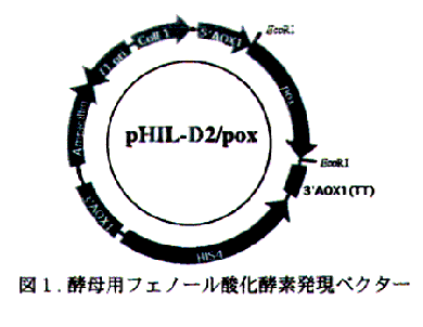 図1 酵母用フェノール酸化酵素発現ベクター