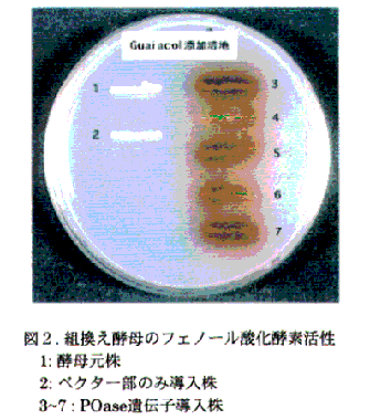 図2 組換え酵母のフェノール酸化酵素活性