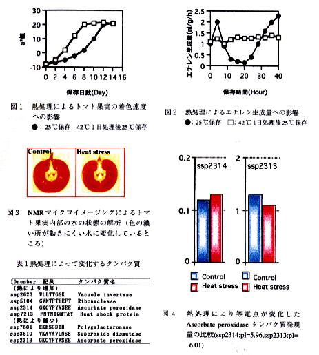 図1 熱処理によるトマト果実の着色速度への影響