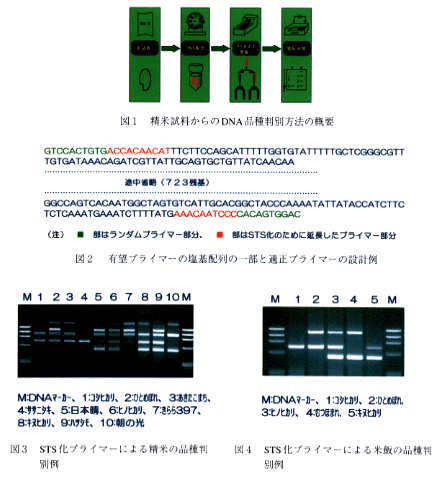 図1 精米試料からのDNA品種判別方法の概要