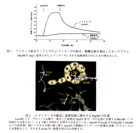  図1 アミロース結合チップ状でのβ-アミラーゼ結合、解離定数を測定したセンサグラム