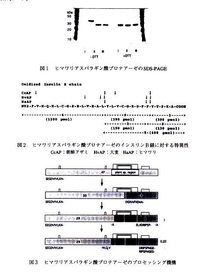 図1 ヒマワリアスパラギン酸プロテアーゼのSDS-PAGE