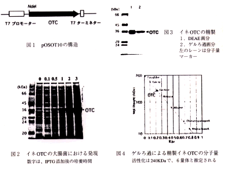 図1 pOSOT10の構造