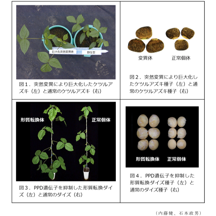 図1. 突然変異により巨大化したケツルアズキ(左)と通常のケツルアズキ(右)?図2. 突然変異により巨大化したケツルアズキ種子(左)と通常のケツルアズキ種子(右)?図3. PPD遺伝子を抑制した形質転換ダイズ(左)と通常のダイズ(右)?図4. PPD遺伝子を抑制した形質転換ダイズ種子(左)と通常のダイズ種子(右)