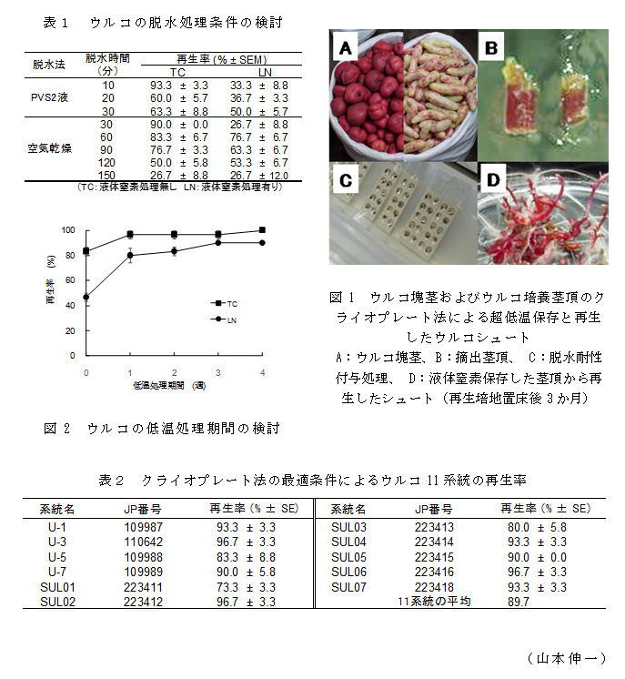 表1 ウルコの脱水処理条件の検討;図1 ウルコ塊茎およびウルコ培養茎頂のクライオプレート法による超低温保存と再生したウルコシュート;図2 ウルコの低温処理期間の検討;表2 クライオプレート法の最適条件によるウルコ11系統の再生率