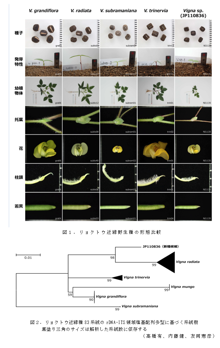 図1.リョクトウ近縁野生種の形態比較;図2.リョクトウ近縁種83系統のrDNA-ITS領域塩基配列多型に基づく系統樹