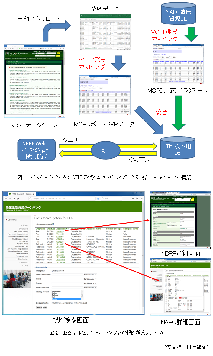 図1 パスポートデータのMCPD形式へのマッピングによる統合データベースの構築,図2 NBRPとNAROジーンバンクとの横断検索システム