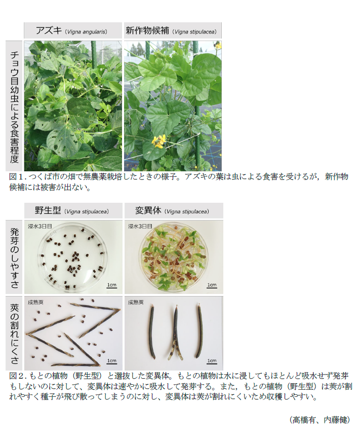 図1.つくば市の畑で無農薬栽培したときの様子,図2.もとの植物(野生型)と選抜した変異体