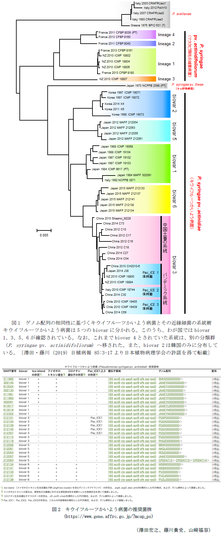 図1 ゲノム配列の相同性に基づくキウイフルーツかいよう病菌とその近縁細菌の系統樹,図2 キウイフルーツかいよう病菌の推奨菌株