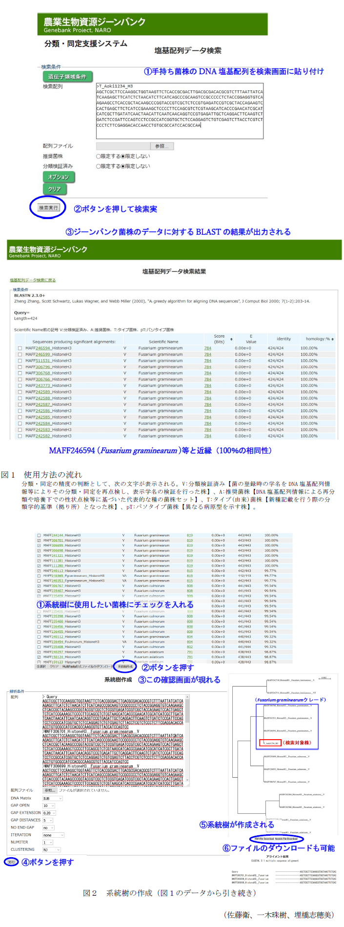 図1 使用方法の流れ,図2 系統樹の作成(図1のデータから引き続き)