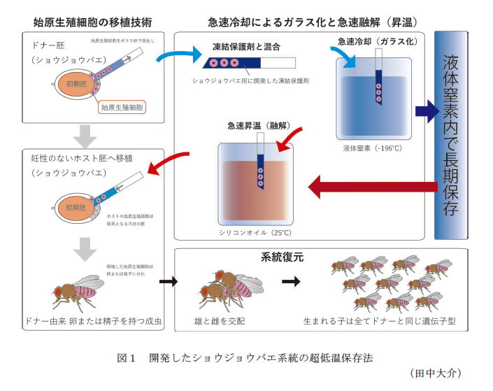 図1 開発したショウジョウバエ系統の超低温保存法