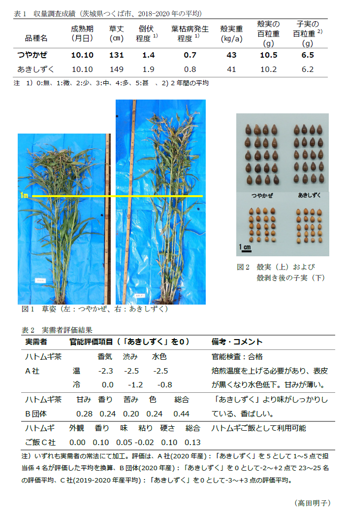 表1 収量調査成績(茨城県つくば市、2018-2020年の平均),図1 草姿(左:つやかぜ、右:あきしずく),図2 殻実(上)および
殻剥き後の子実(下),表2 実需者評価結果