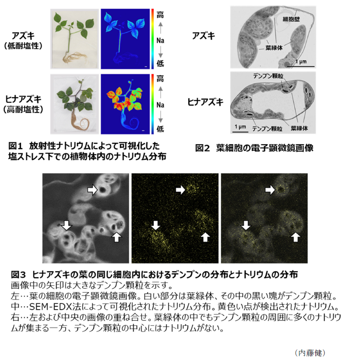 図1 放射性ナトリウムによって可視化した塩ストレス下での植物体内のナトリウム分布,図2 葉細胞の電子顕微鏡画像,図3 ヒナアズキの葉の同じ細胞内におけるデンプンの分布とナトリウムの分布