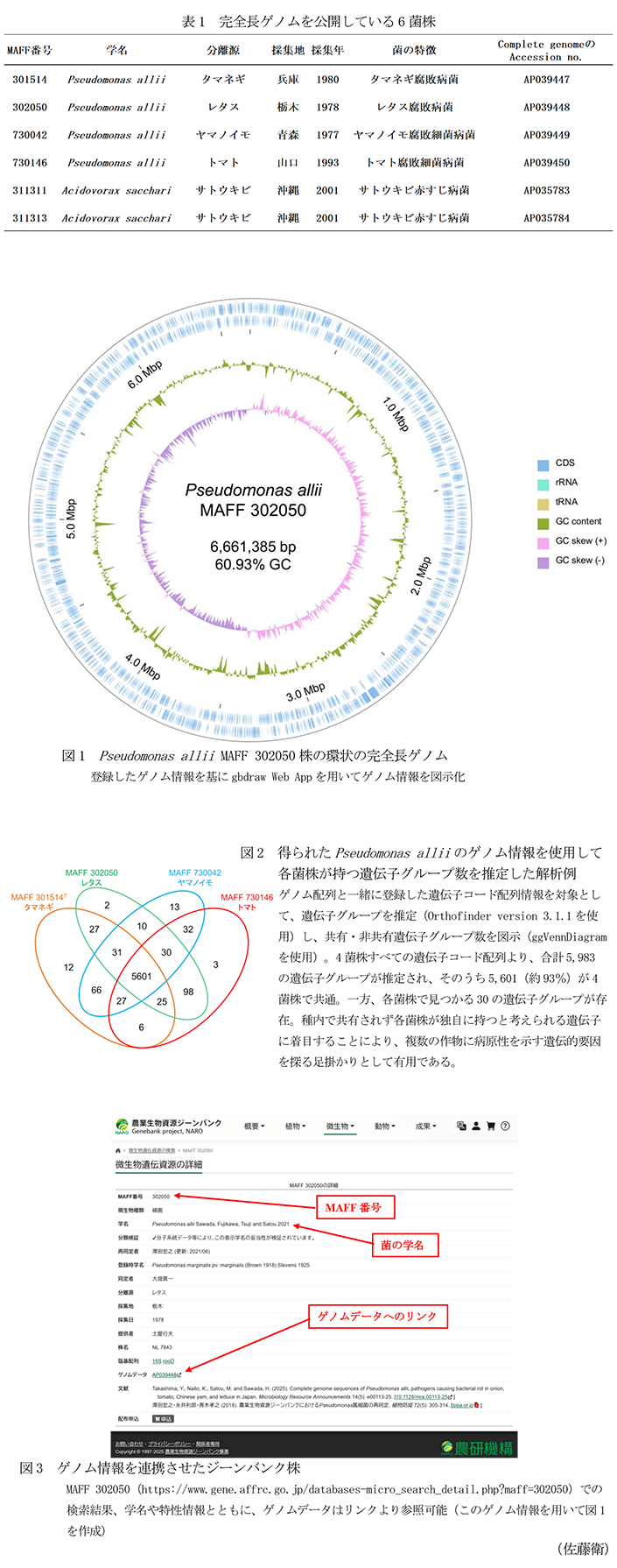 表1 完全長ゲノムを公開している6菌株,図1 Pseudomonas allii MAFF 302050株の環状の完全長ゲノム,図2 得られたPseudomonas alliiのゲノム情報を使用して各菌株が持つ遺伝子グループ数を推定した解析例,図3 ゲノム情報を連携させたジーンバンク株