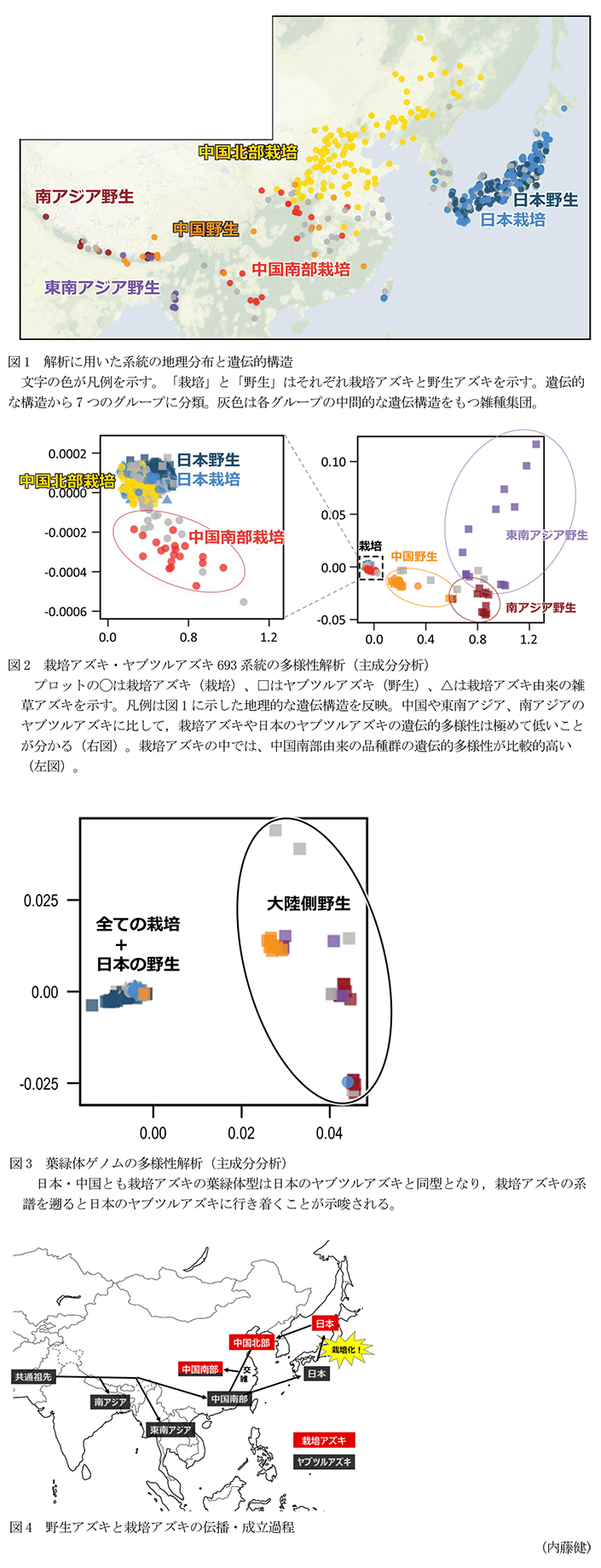 図1 解析に用いた系統の地理分布と遺伝的構造,図2 栽培アズキ・ヤブツルアズキ693系統の多様性解析,図3 葉緑体ゲノムの多様性解析,図4 野生アズキと栽培アズキの伝播・成立過程