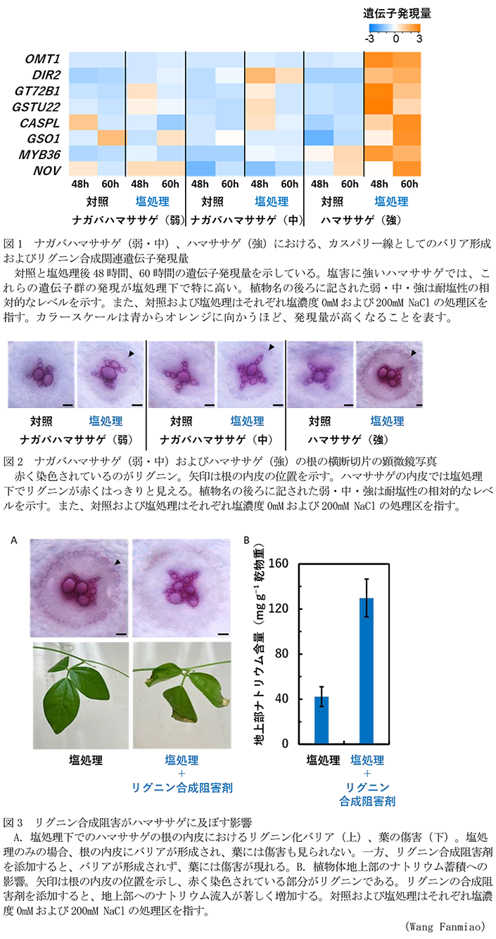 図1 ナガバハマササゲ(弱・中)、ハマササゲ(強)における、カスパリー線としてのバリア形成およびリグニン合成関連遺伝子発現量,図2 ナガバハマササゲ(弱・中)およびハマササゲ(強)の根の横断切片の顕微鏡写真,図3 リグニン合成阻害がハマササゲに及ぼす影響