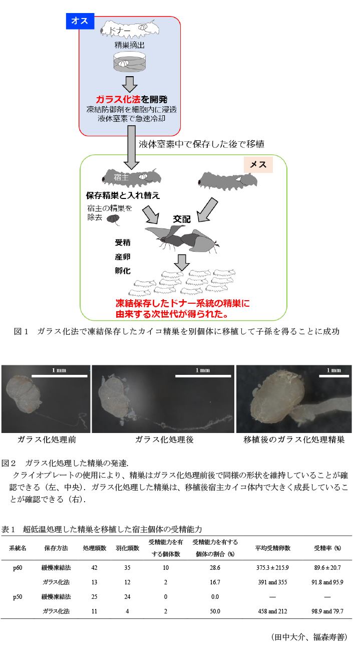 図1 ガラス化法で凍結保存したカイコ精巣を別個体に移植して子孫を得ることに成功,図2 ガラス化処理した精巣の発達