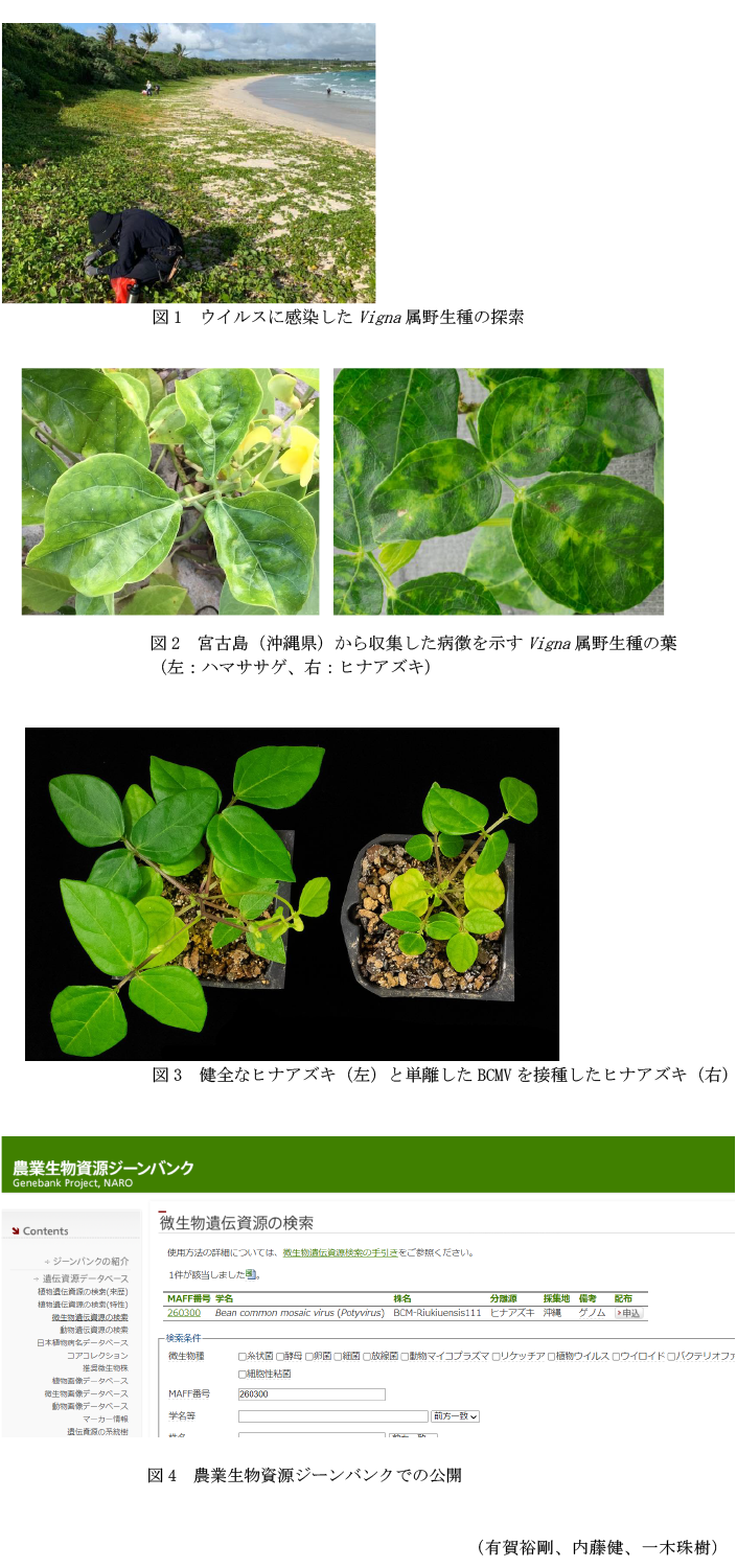 図1 ウイルスに感染したVigna属野生種の探索,図2 宮古島(沖縄県)から収集した病徴を示すVigna属野生種の葉(左:ハマササゲ、右:ヒナアズキ),図3 健全なヒナアズキ(左)と単離したBCMVを接種したヒナアズキ(右),図4 農業生物資源ジーンバンクでの公開