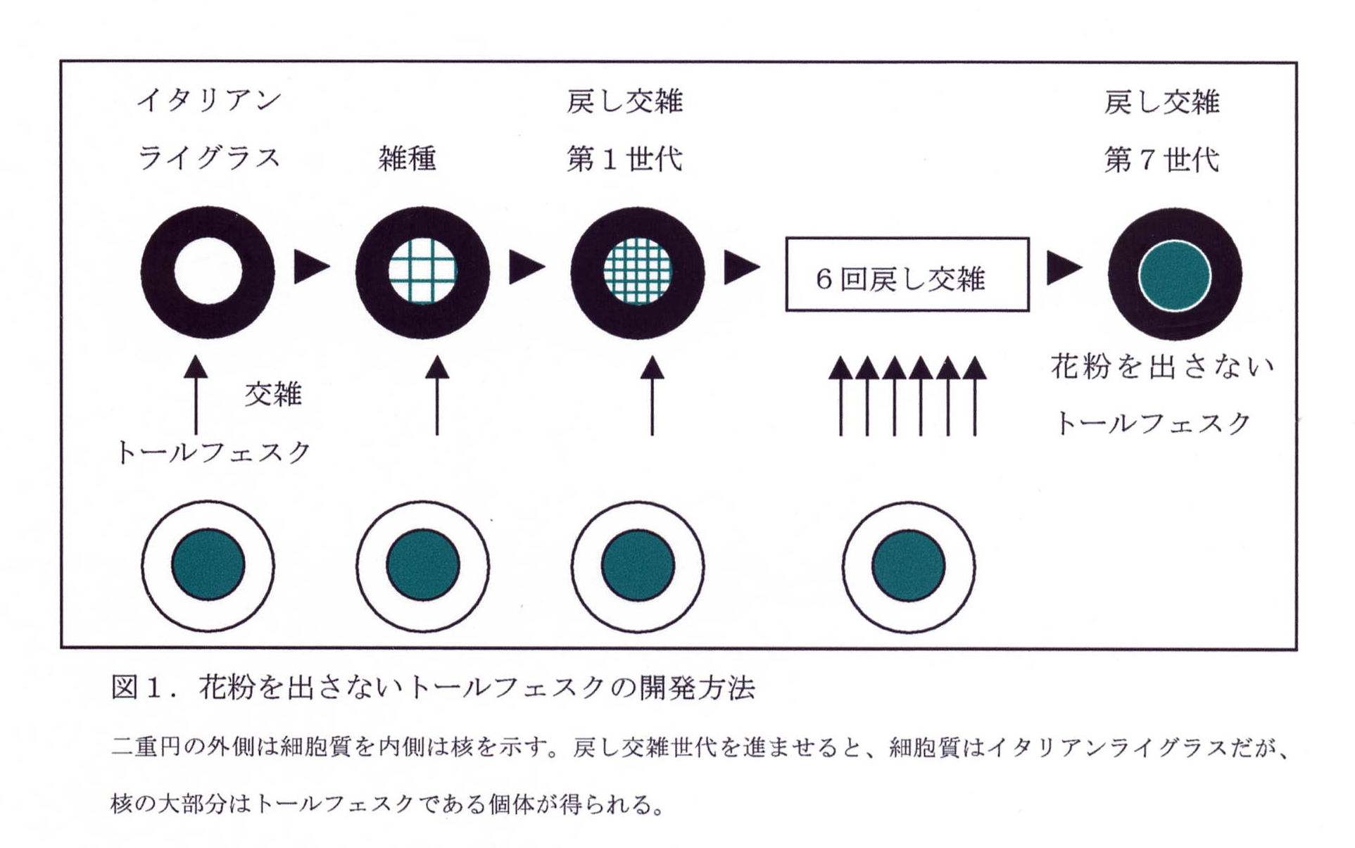 図1 花粉を出さないトールフェスクの開発方法