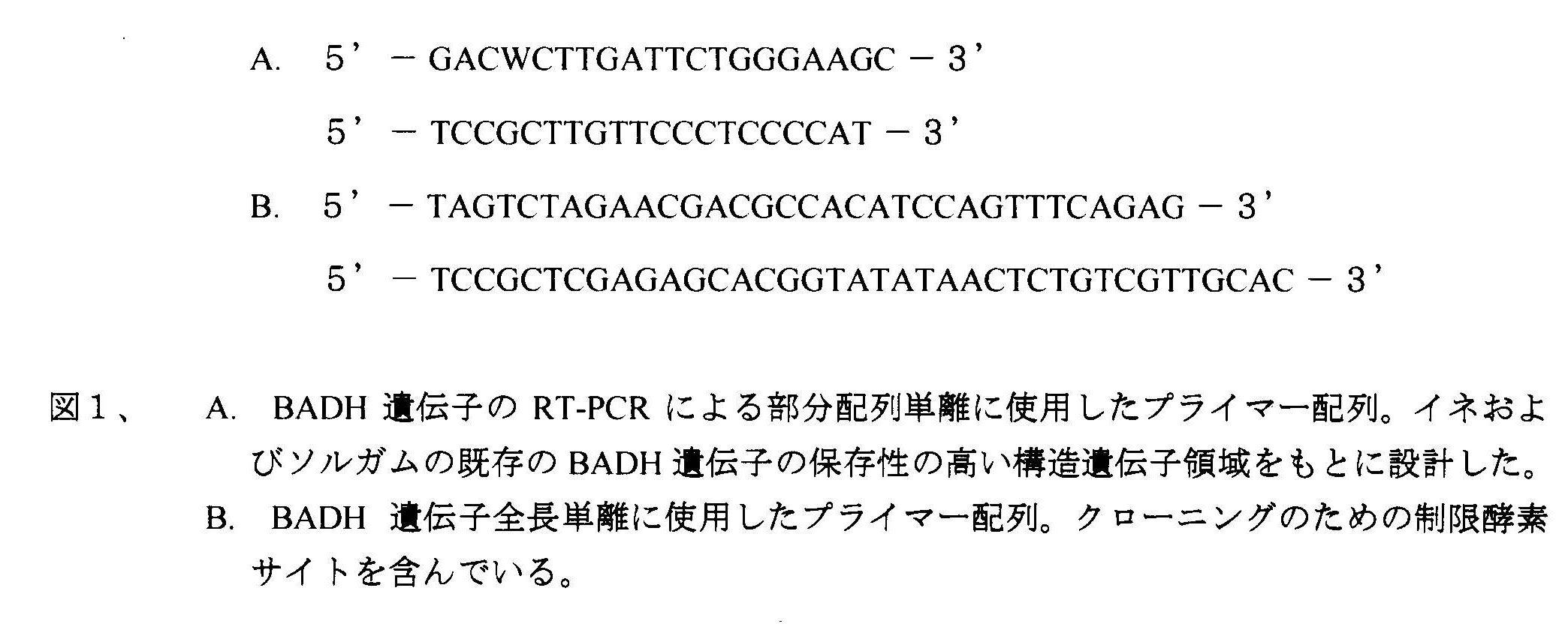 図1 A.BADH遺伝子のRT-PCRによる部分配列単離に使用したプライマー配列。B.BADH遺伝子全長単離に使用したプライマー配列
