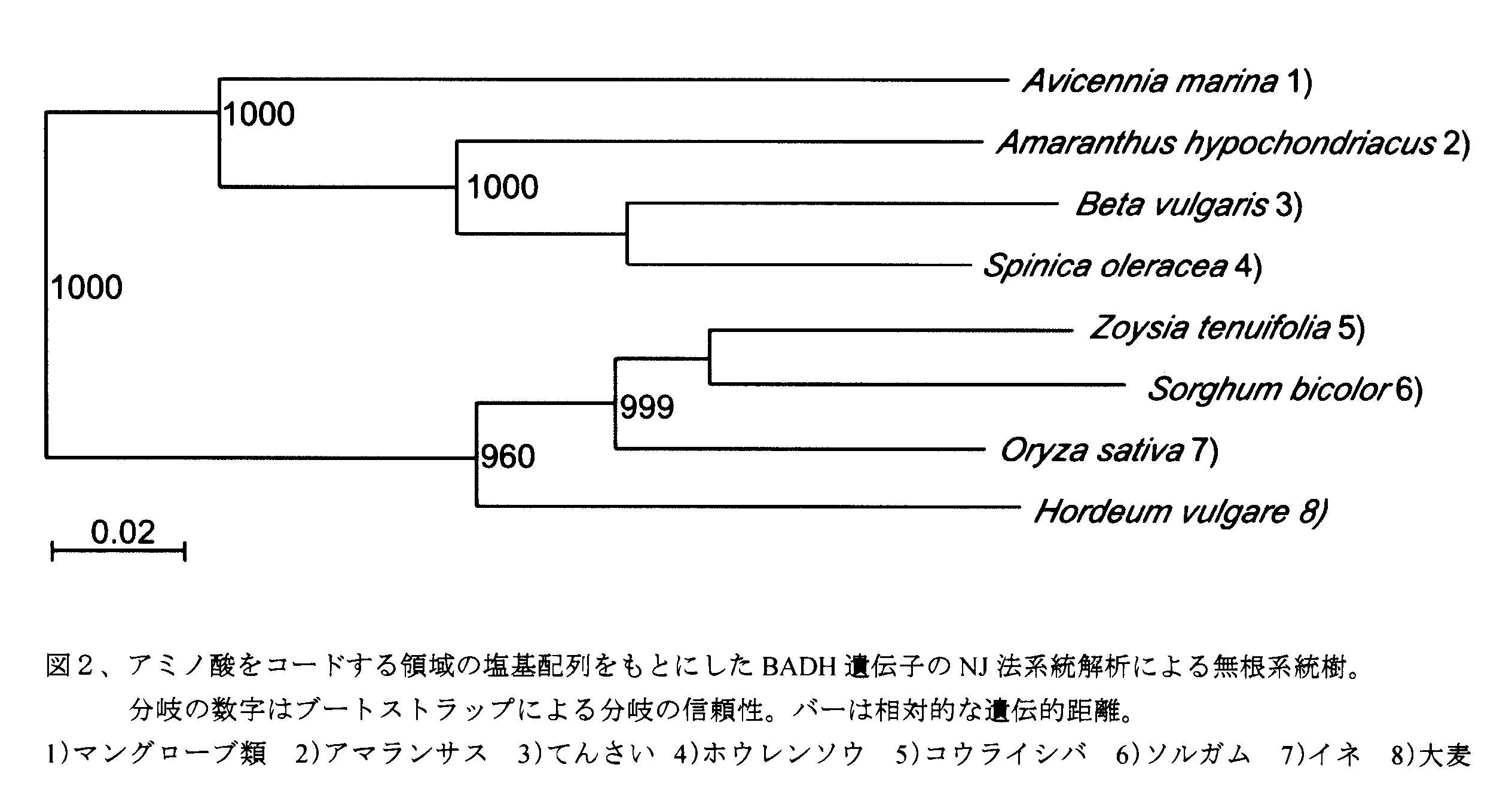 図2 アミノ酸をコードする領域の塩基配列をもとにしたBADH遺伝子のNJ法系統解析による無根系統樹