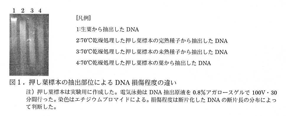 図1 押し葉標本の抽出部位によるDNA損傷程度の違い