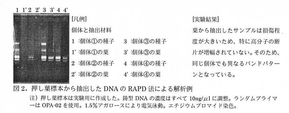 図2 押し葉標本から抽出したDNAのRAPD法による解析例