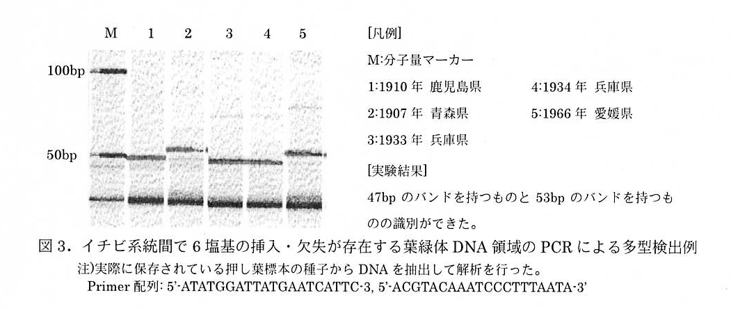 図3 イチビ系統間で6塩基の挿入・欠失が存在する葉緑体DNA領域のPCRによる多型検出例