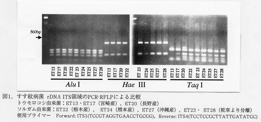 図1 すす紋病菌 rDNA ITS領域のPCR-RFLPによる比較