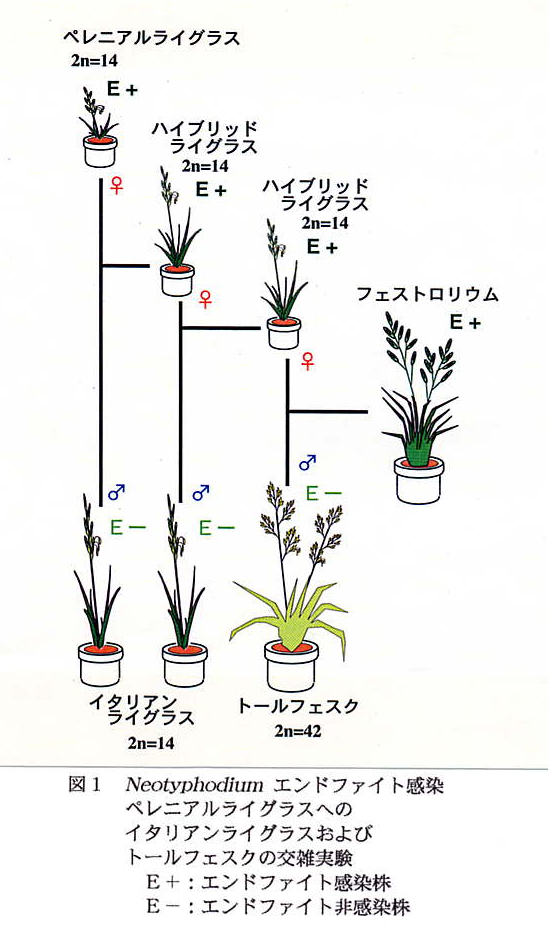 図1 Neotyphodiumエンドファイト感染