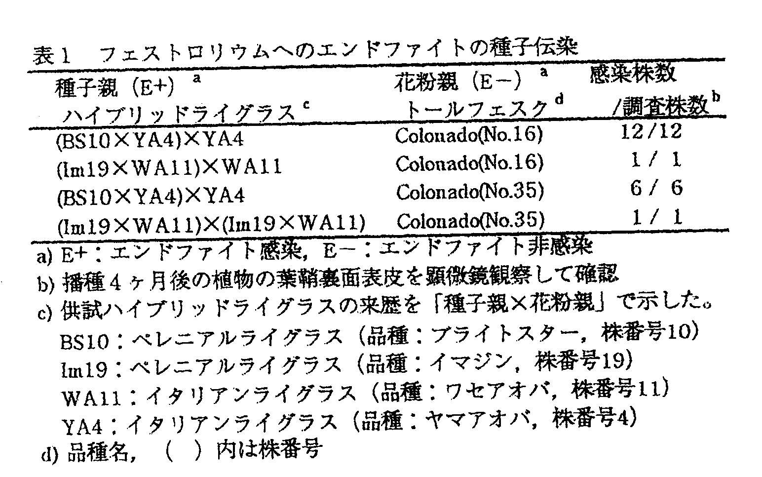 表1 フェストロリウムへのエンドファイトの種子伝染