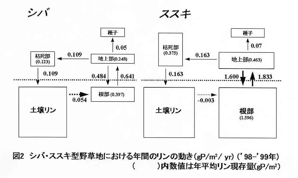 図2 シバ・ススキ型野草地における年間のリンの動き